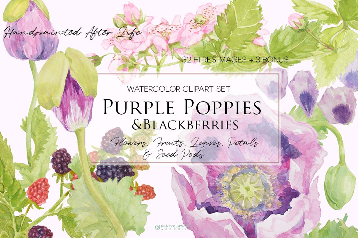 Purple Poppies&Blackberries-Clipart, an Illustration by watercolorwild.graphics (Photo 7 of 10)