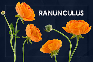 Ranunculus Floral ClipArt Realistic