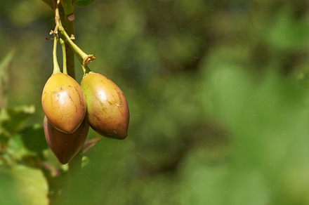 Ripening in the summer sun, a Photo by Peopleimages.com