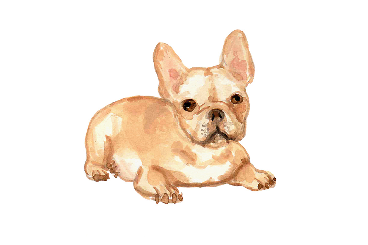 French Bulldogs, an Animal Illustration by Carol Cooper Studios (Photo 3 of 8)