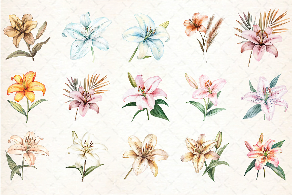 Watercolor Lily Flower Boho Clipart, an Illustration by DreamCafeArt (Photo 3 of 5)
