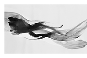 Kesi Co. B&W Ink Wash Art, a Texture Illustration by milatovar (Thumbnail 20 of 20)