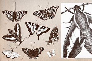 Vintage Butterflies Collection