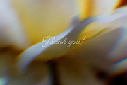 Floral Blurred Backgrounds, a Background Graphic by PaperJamLab (Thumbnail 13 of 13)