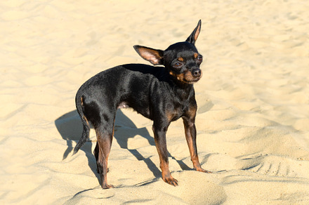 Black Russian Toy dog