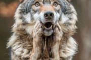 236 surprised animals, an Animal Photo by Handmadefont (Thumbnail 162 of 241)