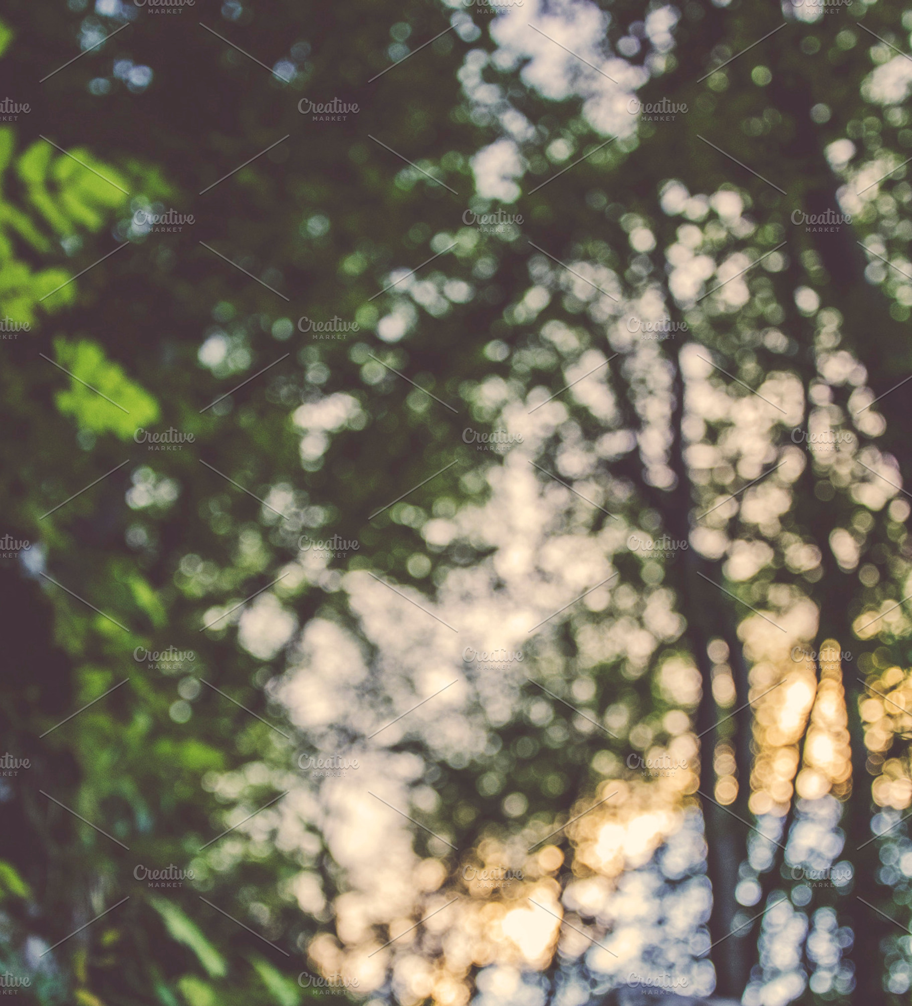 Forest Bokeh Lights