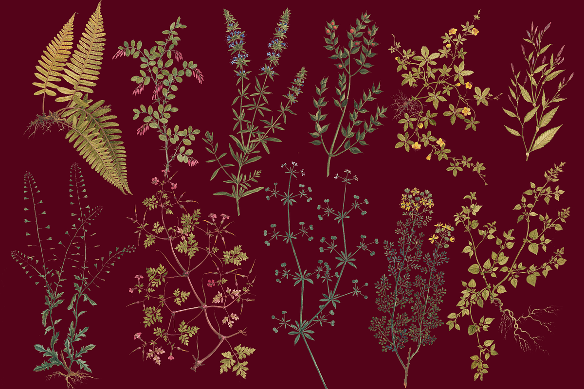 Distribution of English Plants, a Decorative Illustration by Lilithcollageart (Photo 2 of 8)