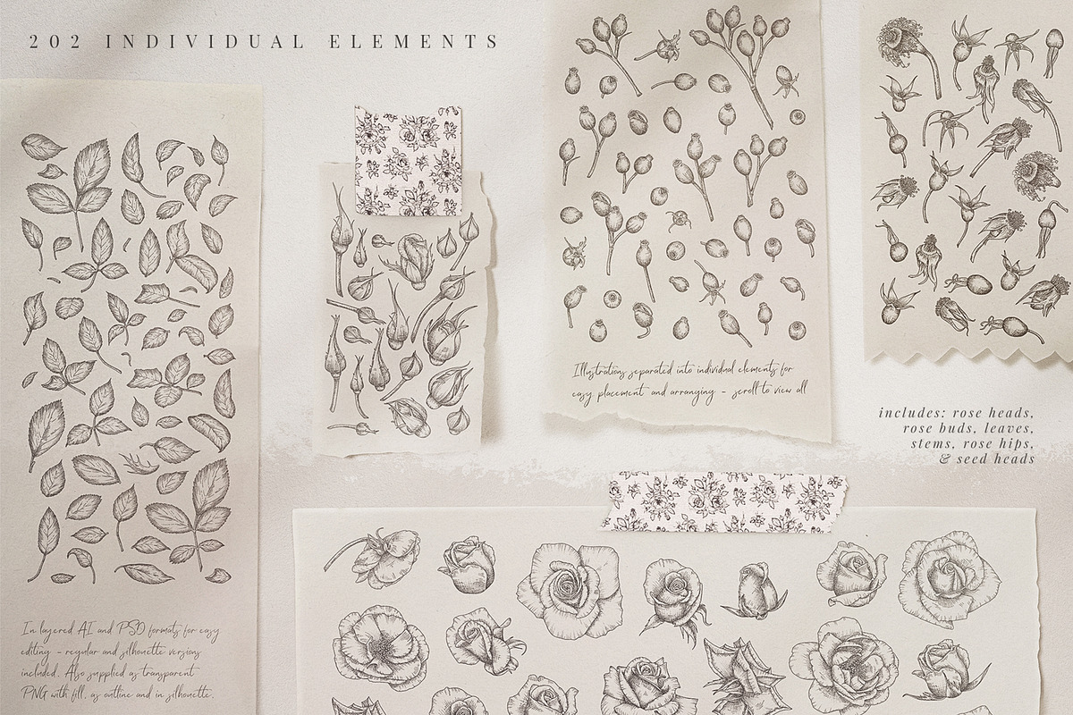 rose | botanical illustrations, an Illustration by Sophia J Caldwell (Photo 12 of 23)