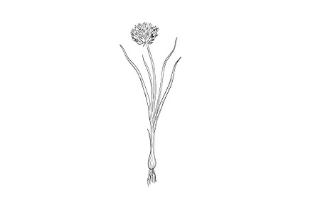 Chives Allium Schoenoprasum Drawing