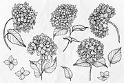 Hydrangea Flowers Line Art SVG, a Decorative Illustration by Dervik Art Store (Thumbnail 3 of 6)