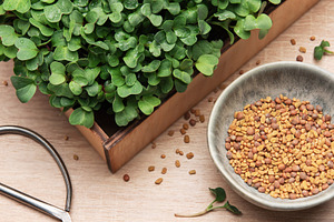 Fresh microgreens growing in wooden box with seeds and scissors, a Photo by Olena Rudo