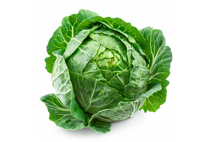 Fresh, raw, green cabbage is sitting, a Food & Drink Photo by Ylivdesign