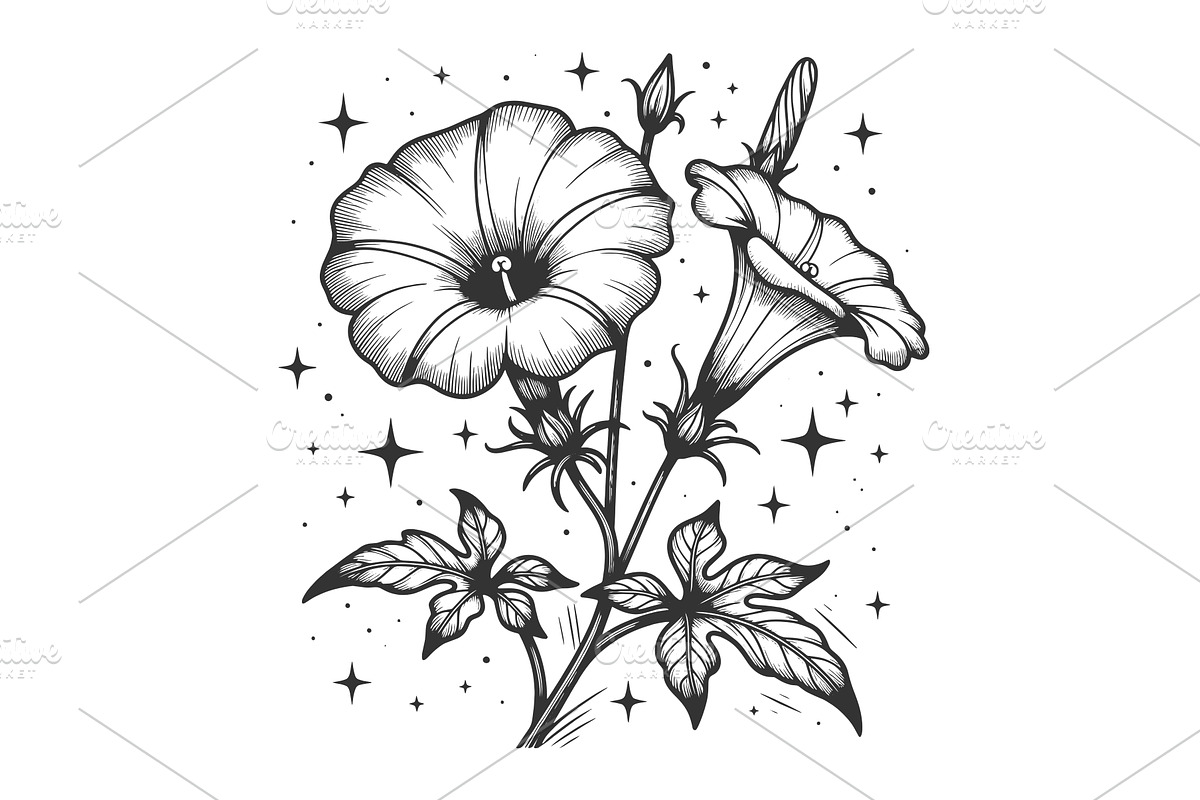 Morning Glory Flowers With Stars, an Object Illustration by AlexArt