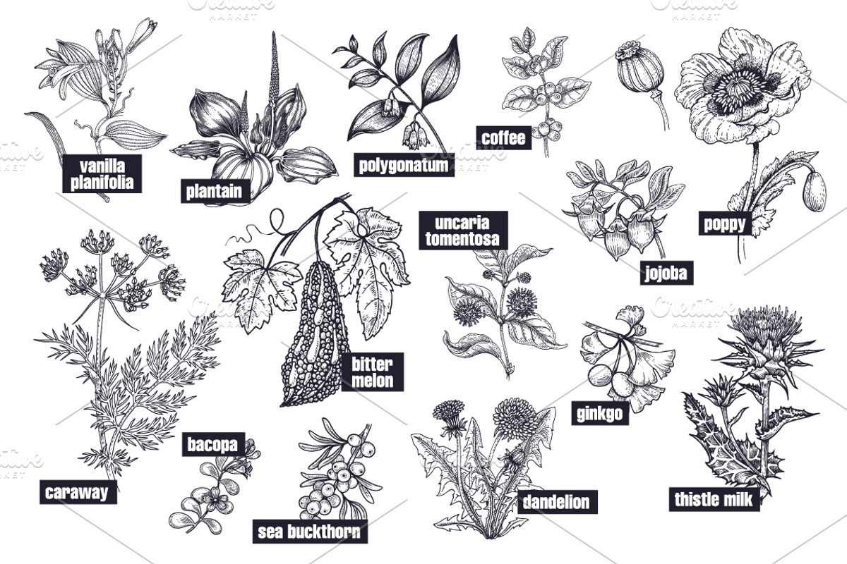 Medical plants. Big set., an Object Graphic by MarinaVorontsova (Photo 5 of 11)