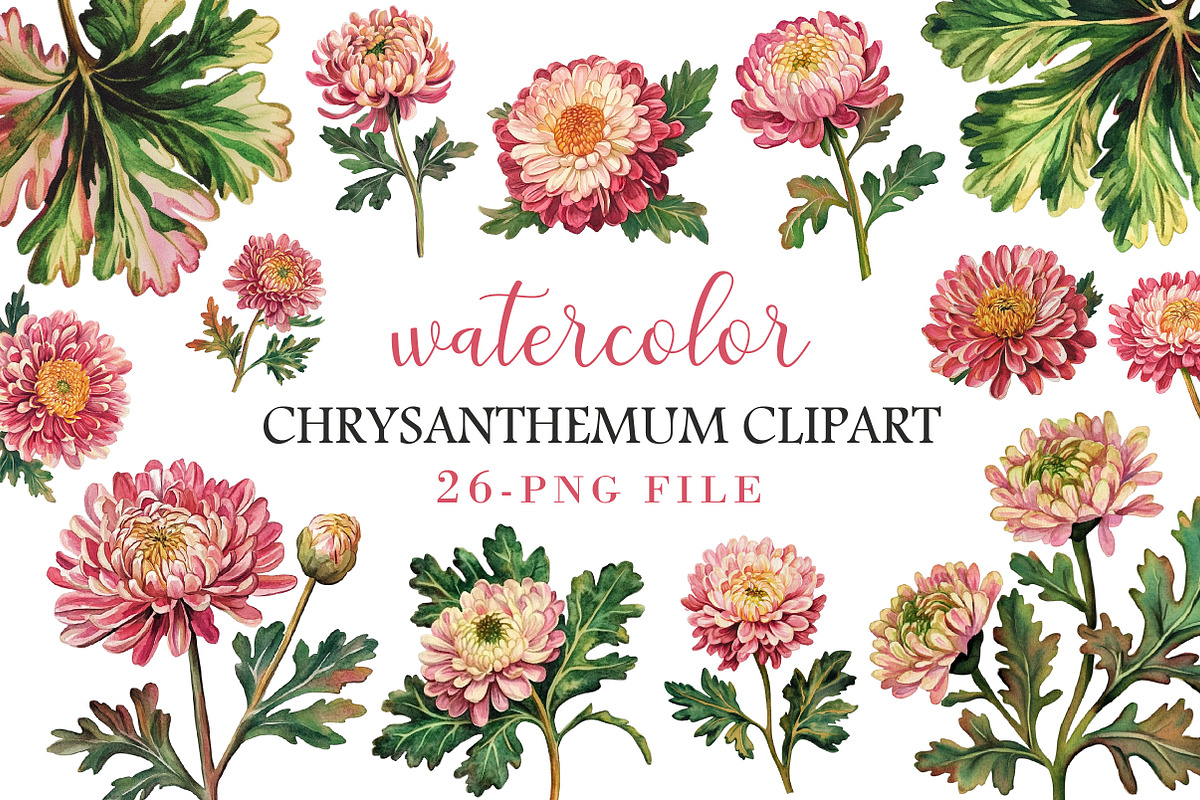 Watercolor chrysanthemum clipart, an Illustration by Libby Wishes (Photo 1 of 5)