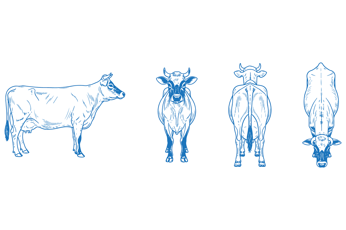 Hand Drawn Jersey Cow, an Animal Illustration by MkStudio