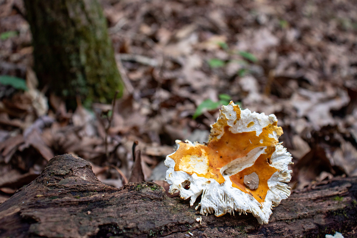 Mushrooms In The Forest Photography, a Nature Photo by Full Circle Design Studio (Photo 14 of 38)