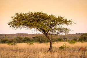 Acacia Tree Africa, a Nature Photo by THP Creative