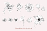 Pencil Drawing Flower Set, an Illustration by elpple (Thumbnail 2 of 4)