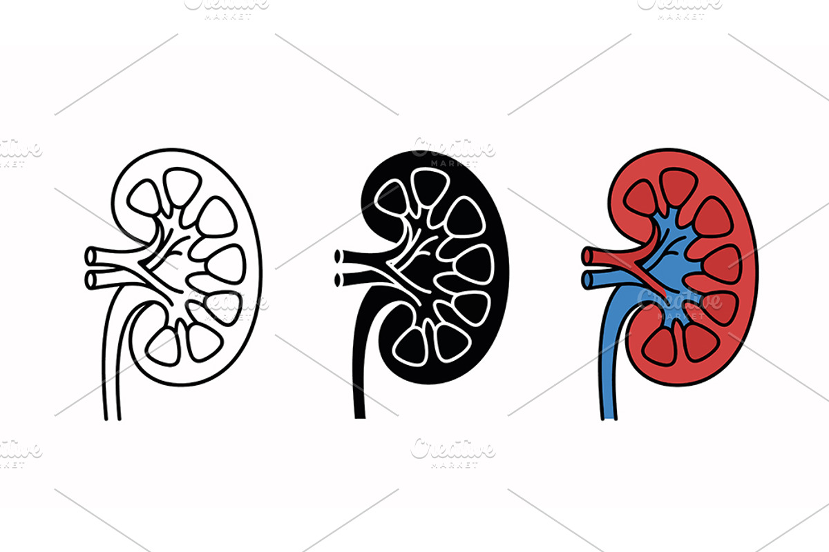 Human Kidney Vector Icon Set, an Object Graphic by Artonix (Photo 2 of 3)