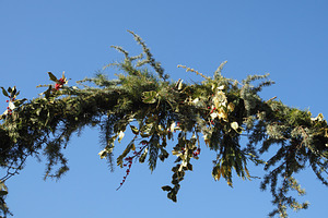 christmas decoration pine and holly, a Photo by WorldOfPhotos