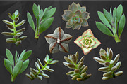 Succulents - Real Botanic Specimens, an Object Graphic by Turning Moss (Thumbnail 4 of 12)