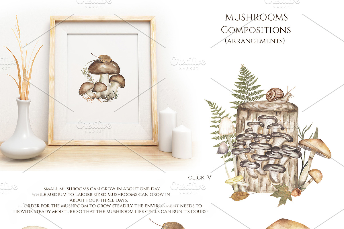 Watercolor Mushrooms Collection, an Education Illustration by MayaNavits (Photo 4 of 14)