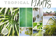 GREEN TROPICAL PLANTS, a Nature Photo by Beach Babe Stock (Thumbnail 1 of 6)