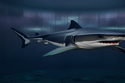 Realistic Shark 3D Model, an Animal 3D Model by Temer (Thumbnail 4 of 6)