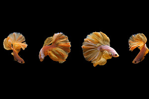 Yellow gold color of siamese fightin featuring colors, half moon, and koi