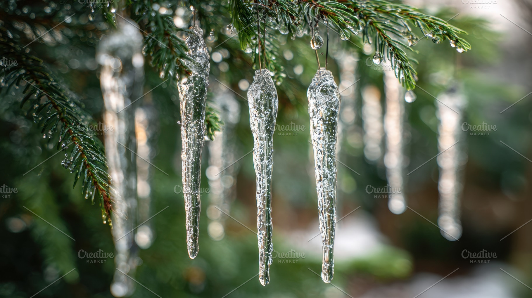 Icicles on pine branches, a Photo by Beautiful things