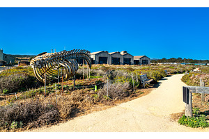 Gray whale skeleton on display in, a Nature Photo by Leonid Andronov