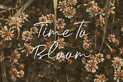 Sunday Rain - Script, a Script Font by Krakenbox Studio (Thumbnail 6 of 14)