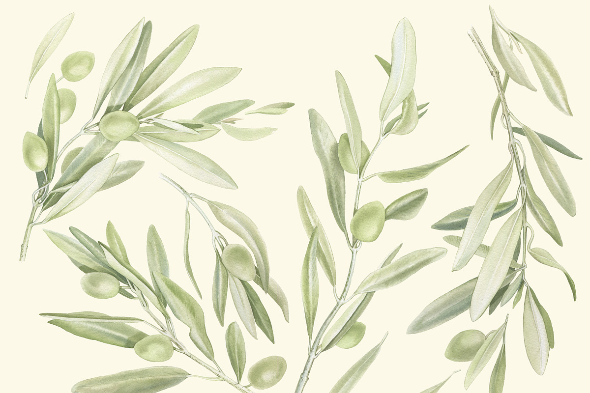 Watercolor set of olive branches, an Illustration by My art shop (Photo 2 of 2)