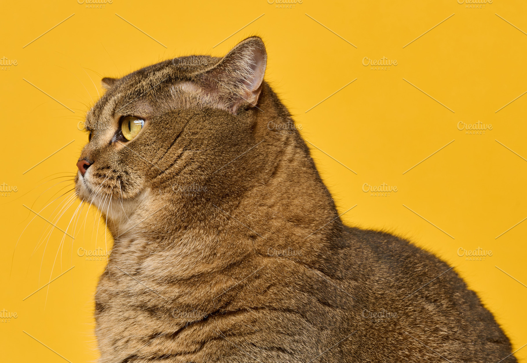 Portrait of an adult gray straight-eared cat in profile on a bri, an Animal Photo by ndanko