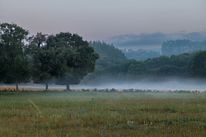 Misty Morning Landscape with Trees and Fields, Camino Primitivo,