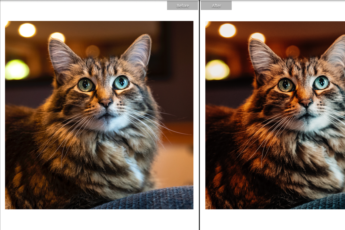 FURRY FRIENDS MOBILE PRESET, a Preset Add-On by Fltrr Lightroom Presets (Photo 6 of 8)