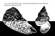 Shells - vector illustration set, an Animal Illustration by Renée from Studio neetje (Thumbnail 4 of 4)
