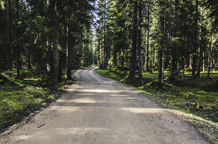 Road in the Forest, a Transportation Photo by PremiumCoding