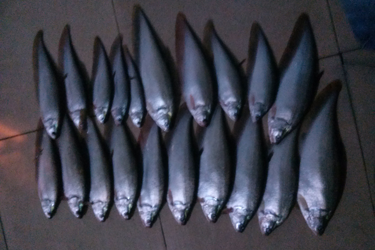 Freshwater Fishing Trip, an Animal Photo by 3D assets for your awesom (Photo 1 of 3)