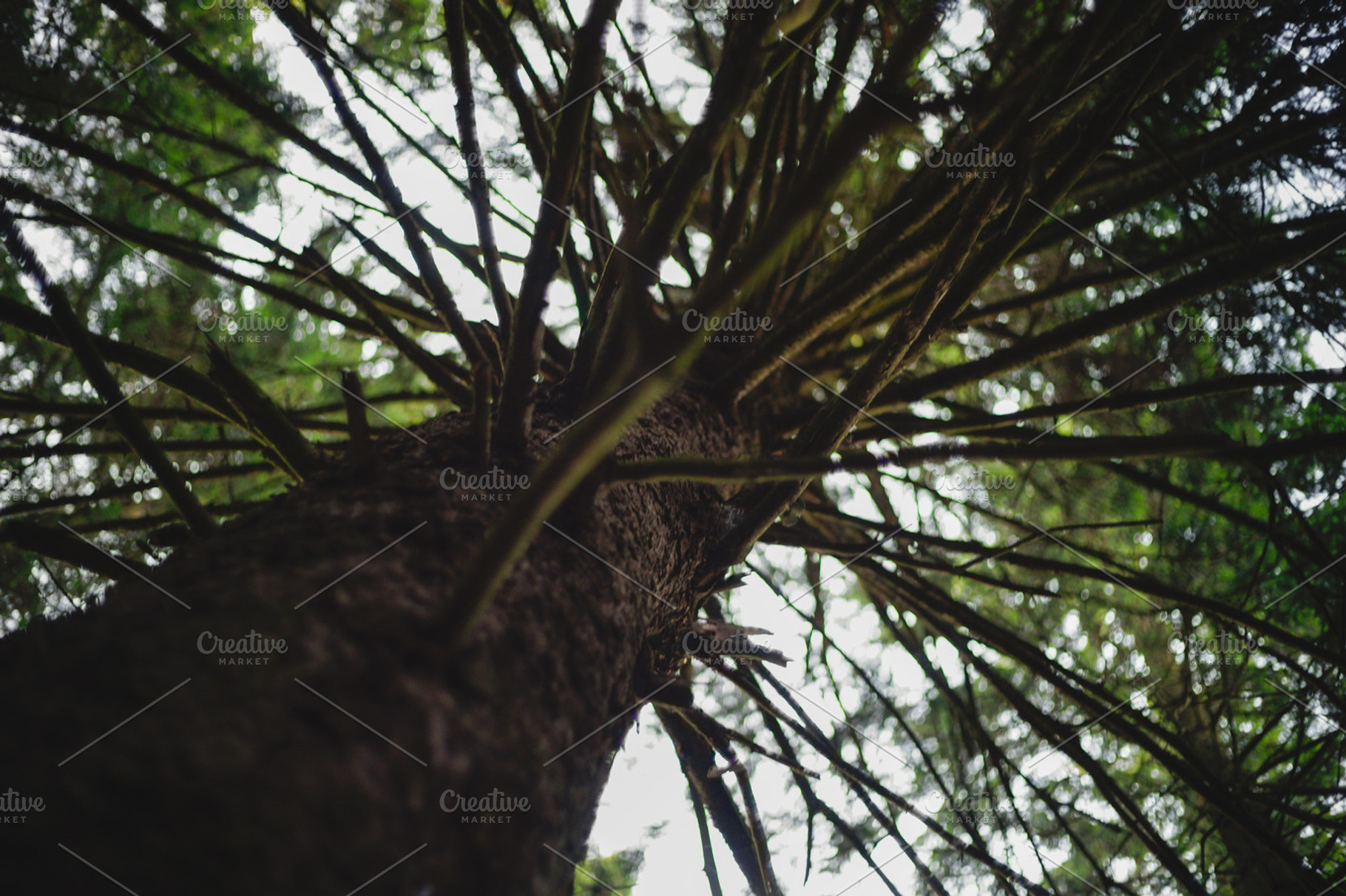 Pine Branch Close-Up in the Forest, a Nature Photo by uncle-rico