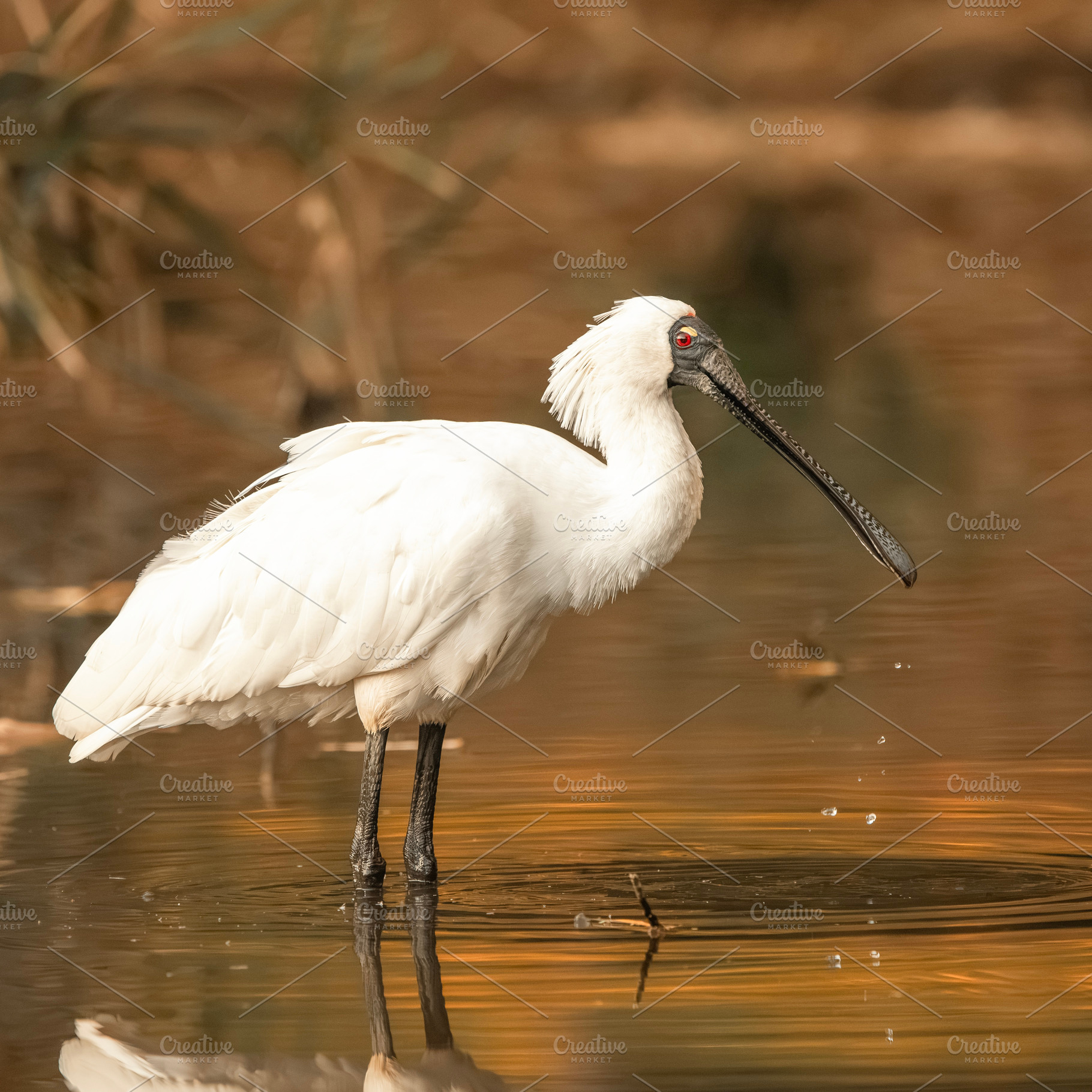 Royal Spoonbill, an Animal Photo by Rob D Animal Photography