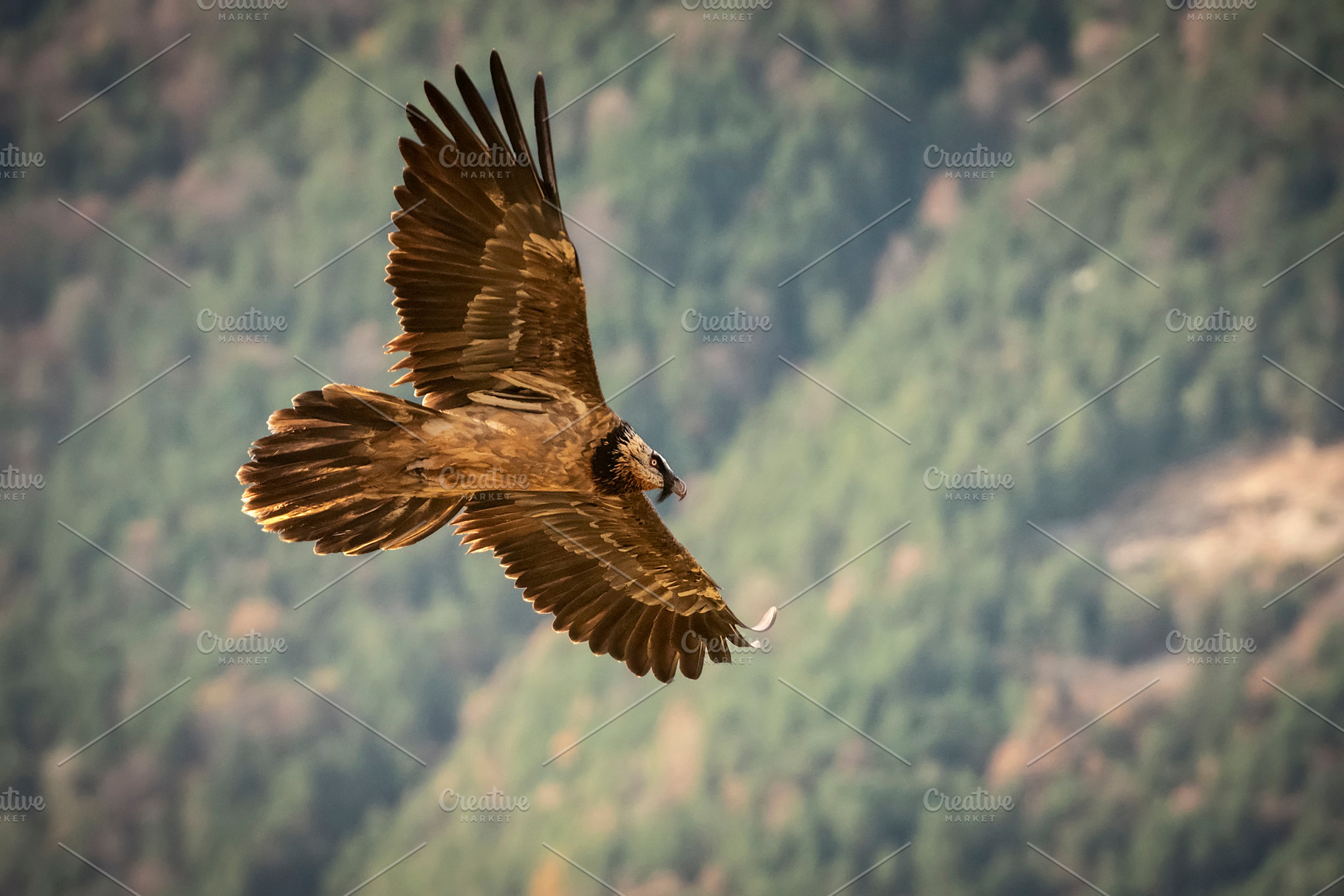 Lammergeier gypaetus barbatus featuring lammergeier, bird, and nature, an Animal Photo by Nat
