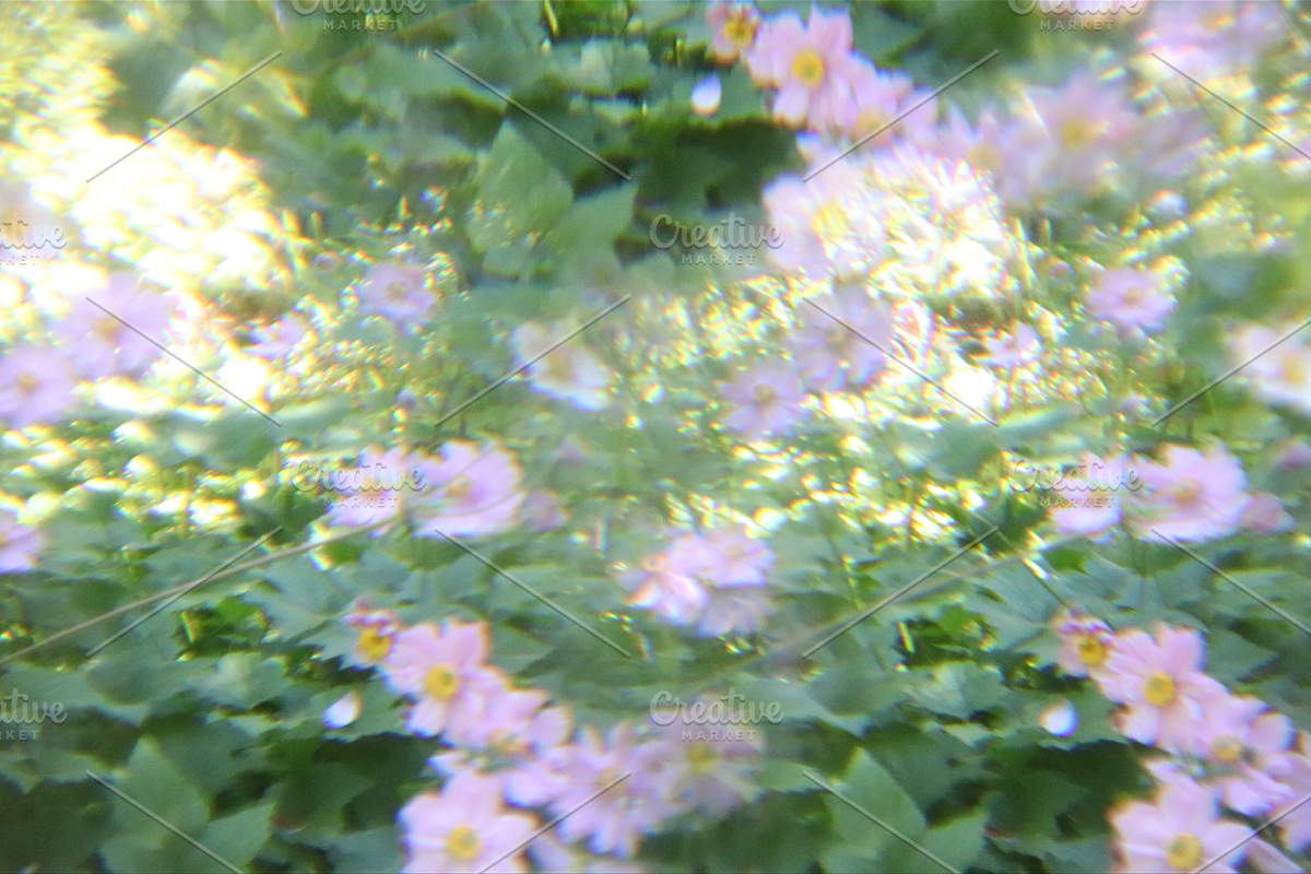 Dreamy, Ethereal Flower Photo Bundle, a Nature Photo by AmandaFagan (Photo 10 of 13)