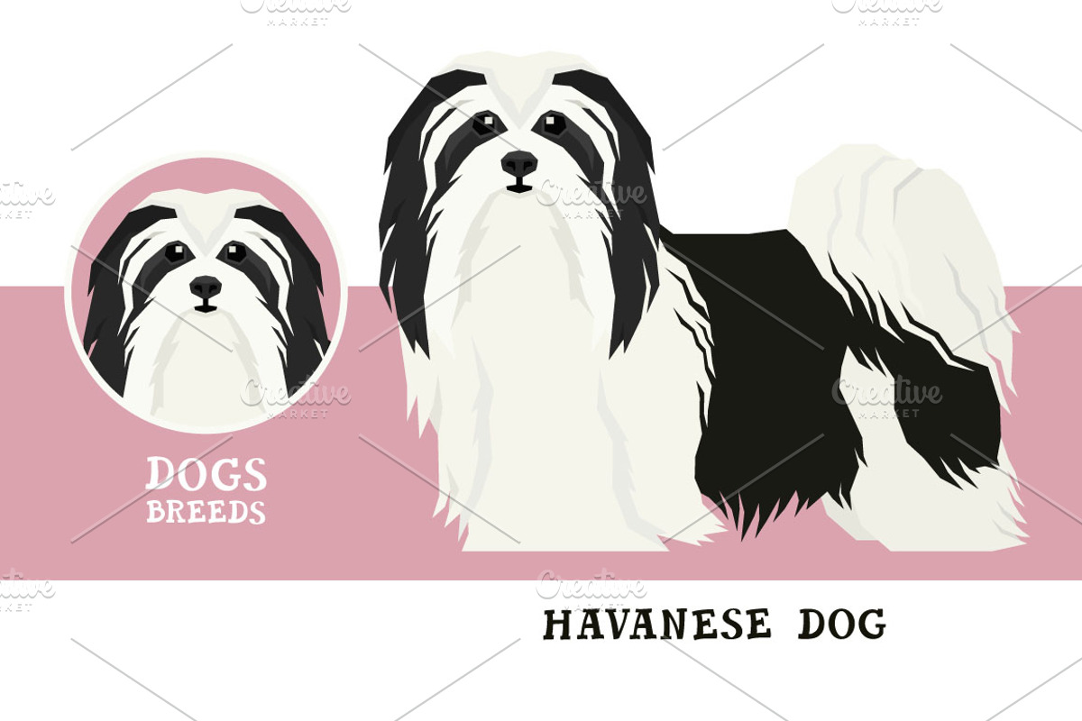 Dog breeds Havanese Dog, an Animal Illustration by Nenilkime (Photo 1 of 3)