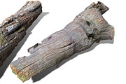 13 Tree Logs, an Environmental 3D Model by Beatheart Creative Studio (Thumbnail 23 of 37)
