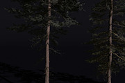 The Scots Pine Tree, a Plants & Tree 3D Model by FuturePastCreatives (Thumbnail 2 of 8)