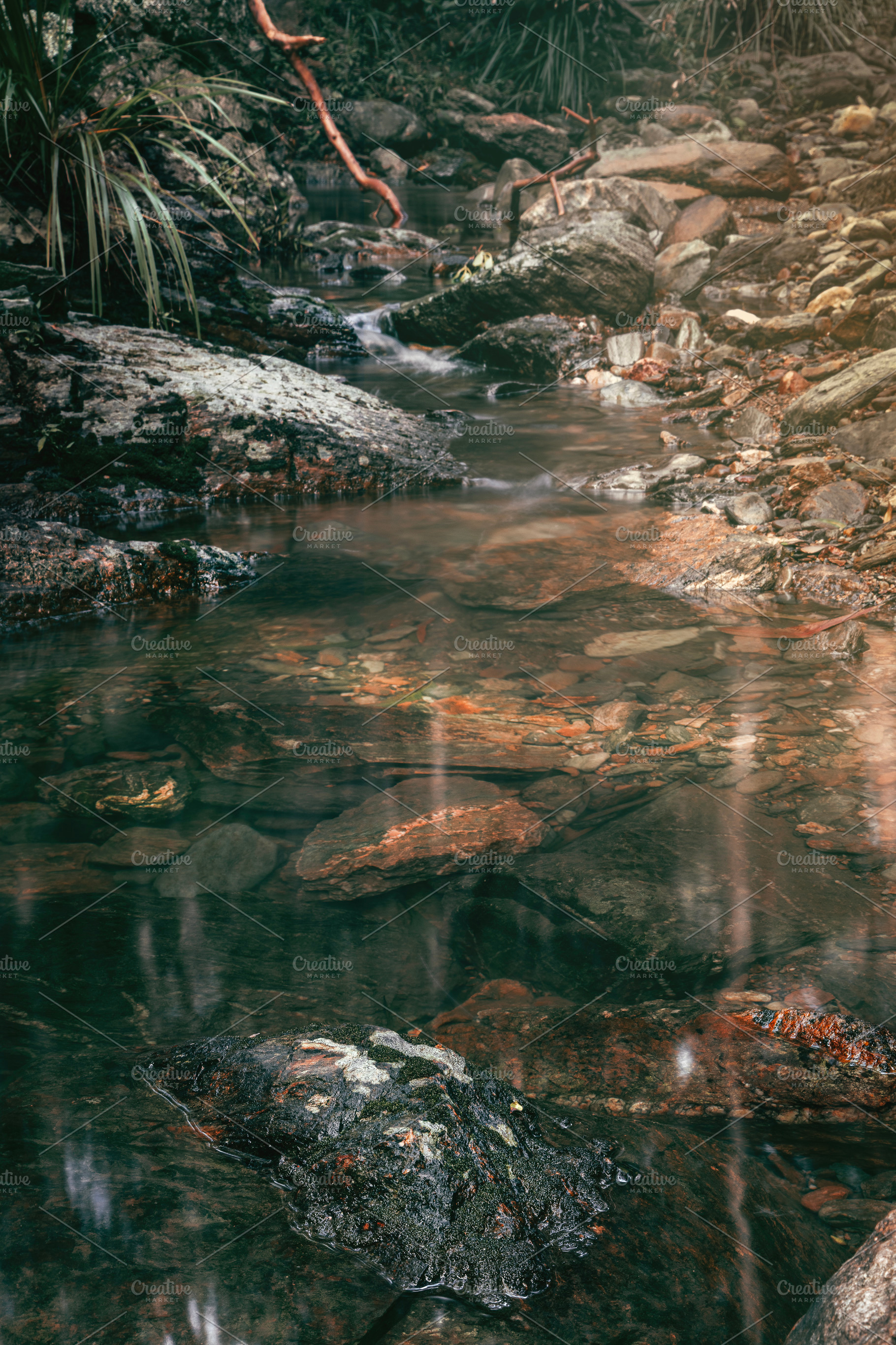Cedar Creek in Bellbird Grove, an Animal Photo by Rob D Animal Photography