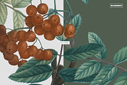 Vintage Botanical Illustrations 2, a Decorative Illustration by likorbut (Thumbnail 8 of 9)